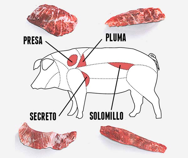 Despiece del cerdo - Presa, solomillo, pluma y solomillo de cerdo